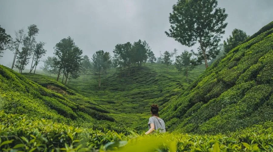 munnar tea online