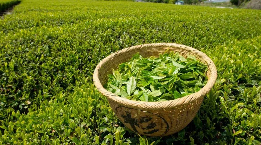 munnar tea online