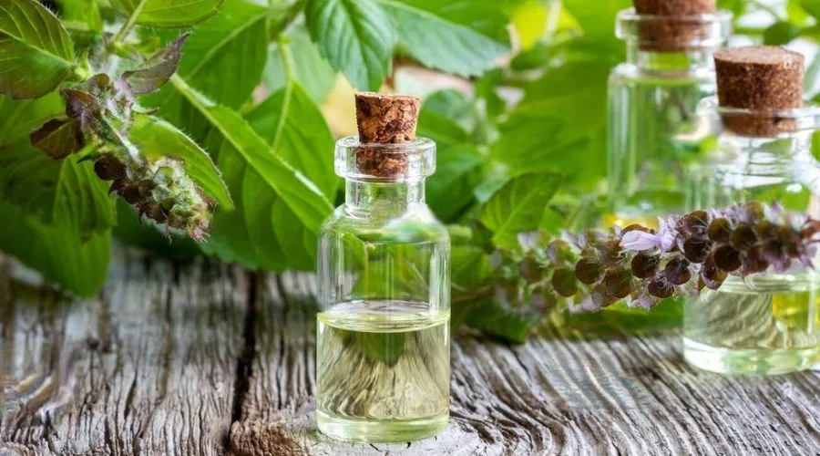 buy indra tulasi oil