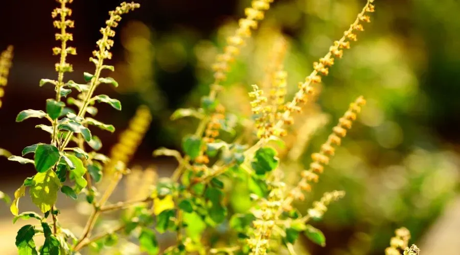 uses of tulasi oil