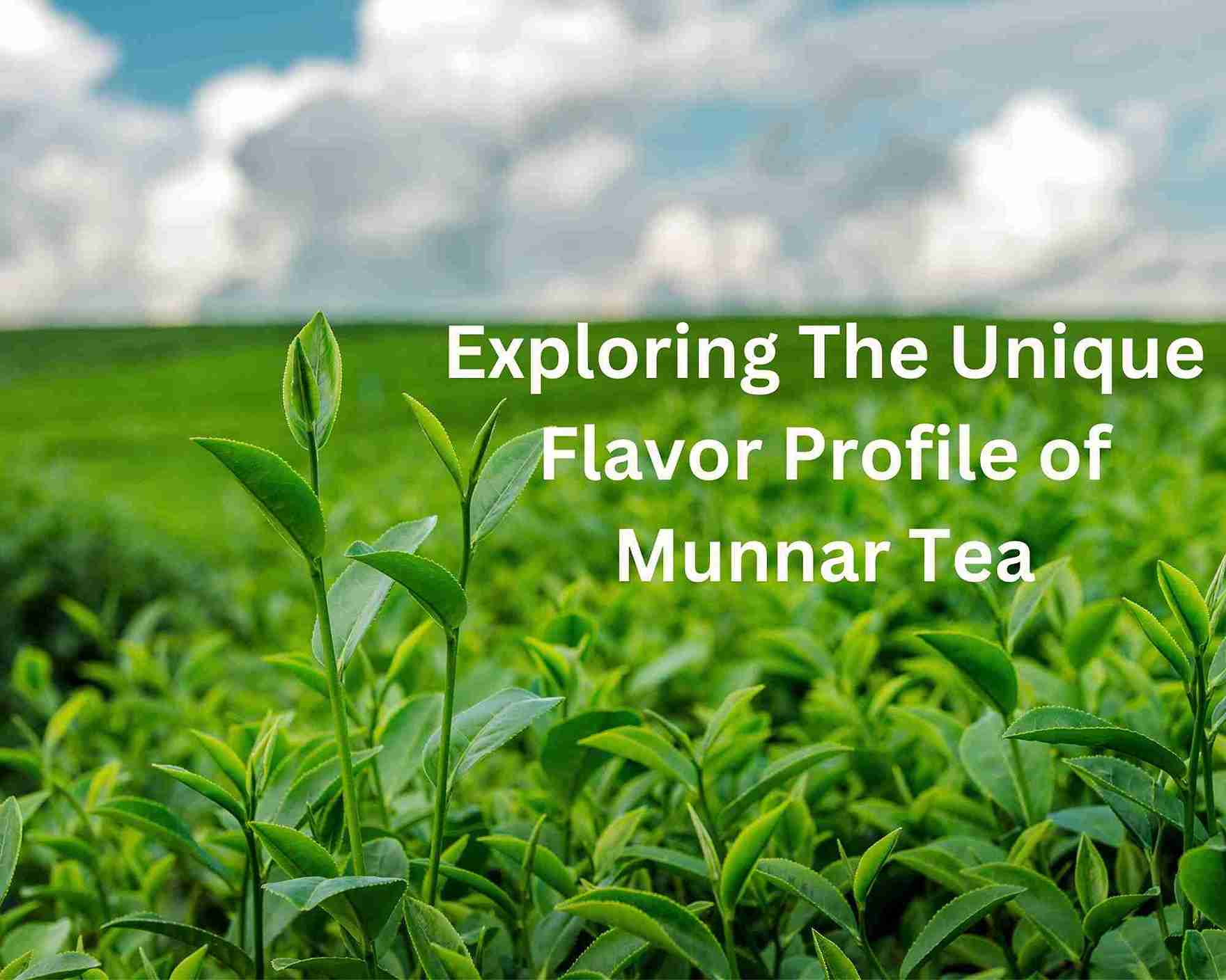 flavor profile of munnar tea