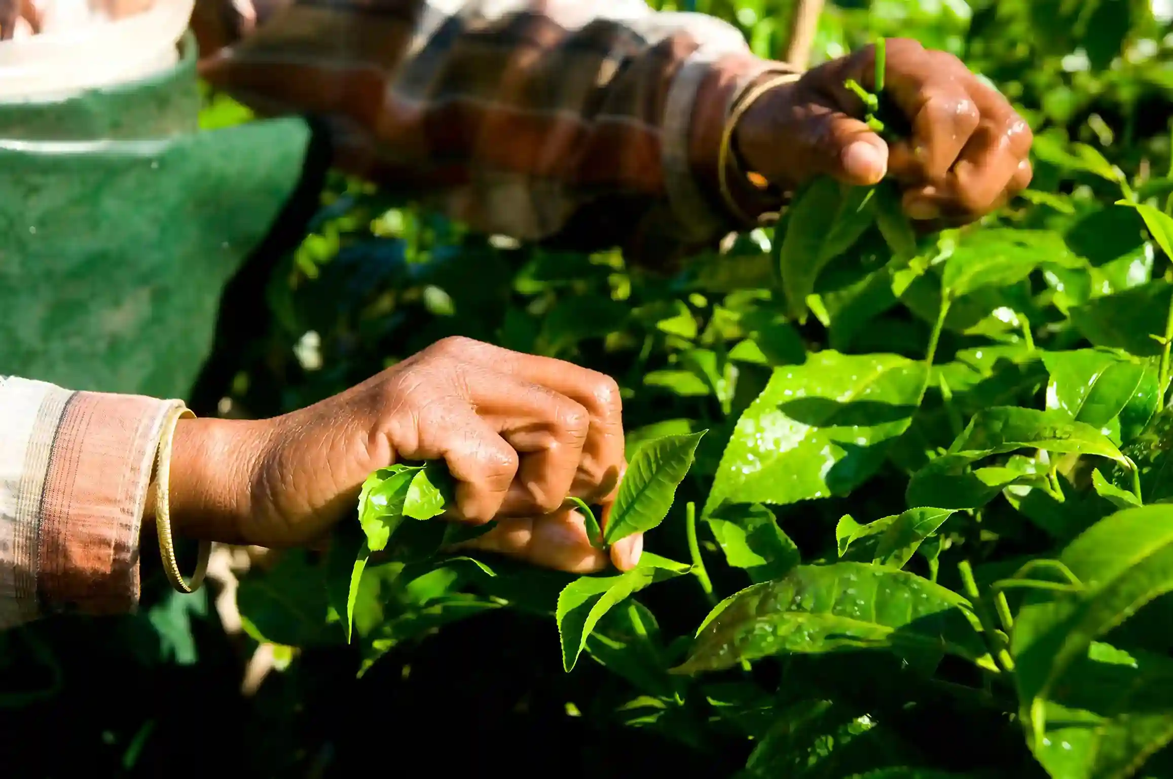 harvesting tea leaves