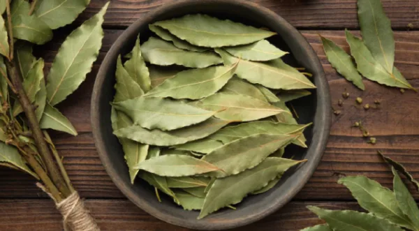 Natural Bay Leaf / Tejpatta 1kg - Kerala Spices